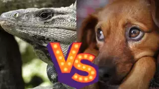 Se viraliza vídeo de un tolok peleando con un perro en Yucatán