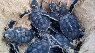 Año con año aumenta el número de hembras que llegan a las playas, pero no todas desovan, porque la arena no tiene la suficiente profundidad en algunos sitios