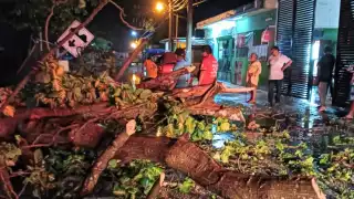Frente Frío 35 deja árboles caídos y colonias sin luz en Tekax