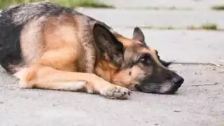 El pastor alemán comenzó a sangrar en abundancia