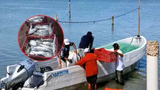 “Pocas veces vemos esto”: pescadores de Champotón logran media tonelada de sierra tras dos días en el mar