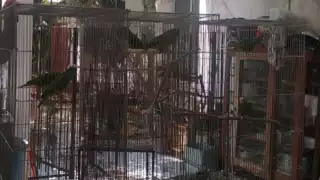 Se desconoce la razón por la que fueron aseguradas las 17 aves