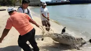 El delfín fue visto en Plana Norte, Ciudad del Carmen
