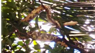 Una boa deambulaba en una palmera en el Centro de Campeche