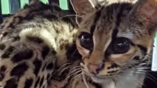 Rescatan a un tigrillo que era perseguido por perros en Tixkokob