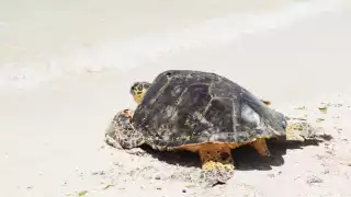 Los especialistas que se sumaron a las operaciones que se realizaron para salvar la vida del quelonio