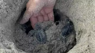 Histórica liberación de más de 225 mil crías de tortuga de carey en Champotón