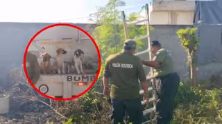 Rescatan a tres cachorros que cayeron en un sumidero en Kanasín