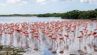 Multas y cárcel por molestar flamencos en Yucatán: esto dice la ley y cuánto podrías pagar