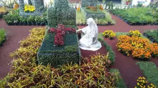 El Camino de Flores podría tener más de 20 mil tipos de plantas