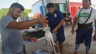 La Secretaría de Pesca y Acuacultura de Yucatán afirma que la baja producción del octópodo se debió a los fenómenos climatólogicos y la marea roja