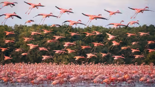 Video: Miles de flamencos llegan al puerto de Sisal y causan asombro entre pobladores y turistas