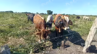 Ganaderos de Campeche buscan más castigo por abigeato