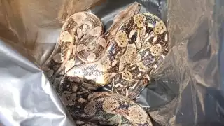   Atrapan una enorme boa dentro de una hacienda en Umán  