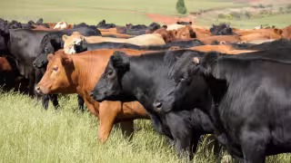 Sonora suspende de forma temporal la exportación de ganado a Estados Unidos, esto por caso sospechoso de fiebre aftosa