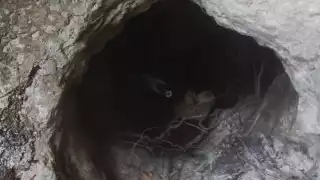 Los perritos se encontraban en perfectas condiciones al ser rescatados