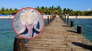 La tortuga pudo haberse trabado en una red de pesca