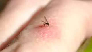 Mosquitos en Yucatán: cómo distinguir entre picaduras comunes y las de dengue, chikungunya o zika