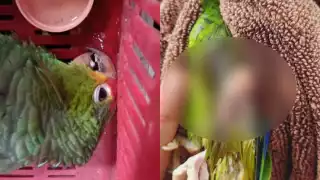 "Las leyes son letra muerta": Proyecto Santa María atiende nuevo caso de loros gravemente lesionados por tenencia ilegal