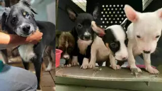 Animalistas se indignaron ante la declaración y señalaron que en tres años, el funcionario no ha atendido el tema, pese a que hay un compromiso gubernamental