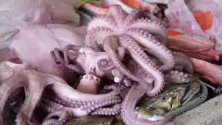 El costo actual por kilogramo es insuficiente para costear gasolina, carnada y alimento de los pescadores