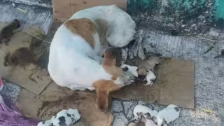 Indignación en Carmen: Abandonan a perrita con 12 cachorros en la calle; cinco murieron: VIDEO