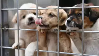 Nuevo León es el primer estado en México que prohíbe la venta de perros y gatos