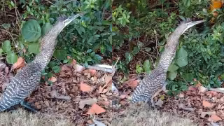 Garza tigre sorprende en Cancún: qué se sabe de esta especie