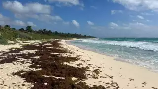 Según los informes de la Red de Monitoreo del Sargazo, el flujo constante hacia el litoral del noveno municipio no muestra signos de disminuir.