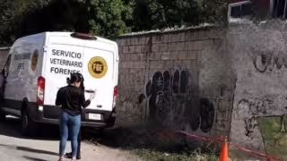 “Esperamos que esta vez no quede impune”: preocupa en Ticul la matanza masiva de perros