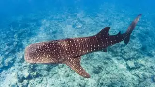 Los Tiburones Ballena pueden llegar a vivir hasta 150 años