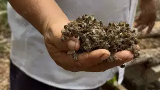 “Nos hemos quedado sin cosecha de miel este año”: Mueren abejas de más de 300 colmenas en Nohalal por el presunto uso de plaguicidas  