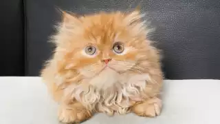 Al final, los gatos no se pudieron quedar en la mansión. Foto: Especial