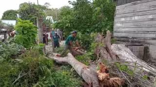 Fuertes vientos derriban un árbol y deja sin luz a las familias de Calakmul