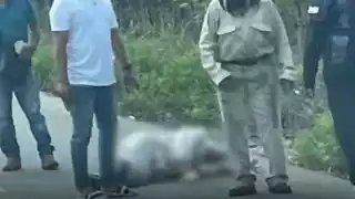 Atropellan a un apicultor cuando huía de un ataque de abejas en la vía Buctzotz-Tizimín