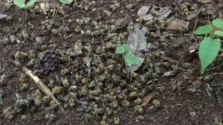 Hopelchén registra la muerte de abejas en más de 800 colmenas