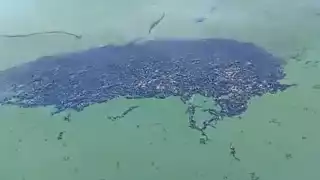 Pescadores de Isla Aguada han reportado daños por esta mancha