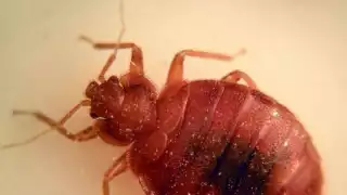 ¿Podría desatarse una plaga de chinches en Campeche?