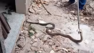 Patios sucios y maleza atraen a las serpientes en Yucatán, alertan autoridades