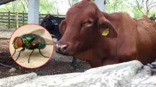 Yucatán supera los mil casos de gusano barrenador; lanzarán moscas estériles para frenar la plaga