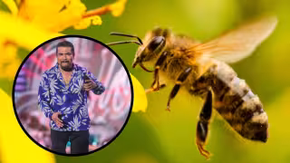 Día Internacional de las Abejas: La canción del yucateco Juan Carlos “Paleto” Tapia que cobra relevancia en la efeméride