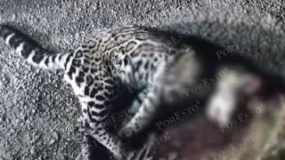 Ocelote pierde la vida atropellado en carretera de Campeche