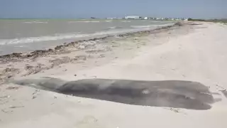 La clausura de los geotubos en Paraíso Sisal por violar la ley ambiental podría clausurar complejo inmobiliario