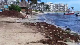Las barreras antisargazo se deben instalar en marzo.