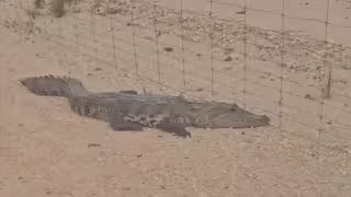 Avistamiento de cocodrilo en vías del Tren Maya causa asombro en Pedro A. Santos