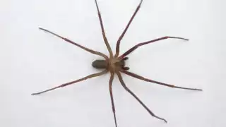 La araña violista habita en el Sureste de México