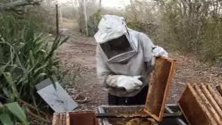 Escasez de lluvias en Tizimín afecta la temporada de alimentación de las abejas