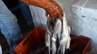 Temporada de pulpo maya 2025 deja 423 millones de pesos en Campeche, pero cae la captura