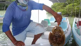 Habitantes buscan preservar la población de 'cacerolita de mar' en la Reserva de Ría Lagartos