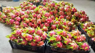 Se integraron para eliminar intermediarios y que los productores tengan mejores ingresos